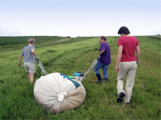 Hier wird in muskelzehrender Arbeit Bio-Melisse geerntet